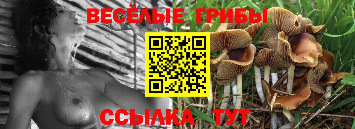 Котлас  Псилоцибиновые грибы мицелий  Вход с VPN 